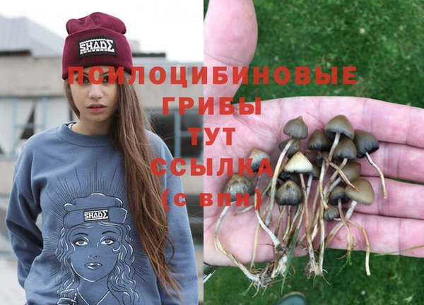 PSILOCYBIN Волосово